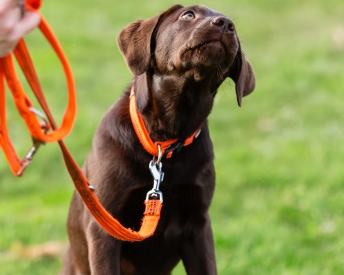 woman with a young labrador dog on a dog training field picture of a woman with a young labrador dog on a dog training field