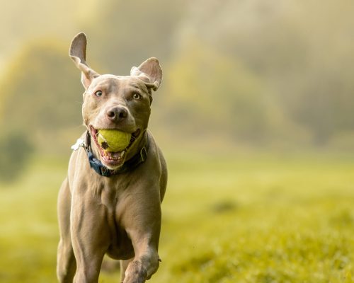 Weimaraner dog in grass meadow Weimaraner dog in grass meadow